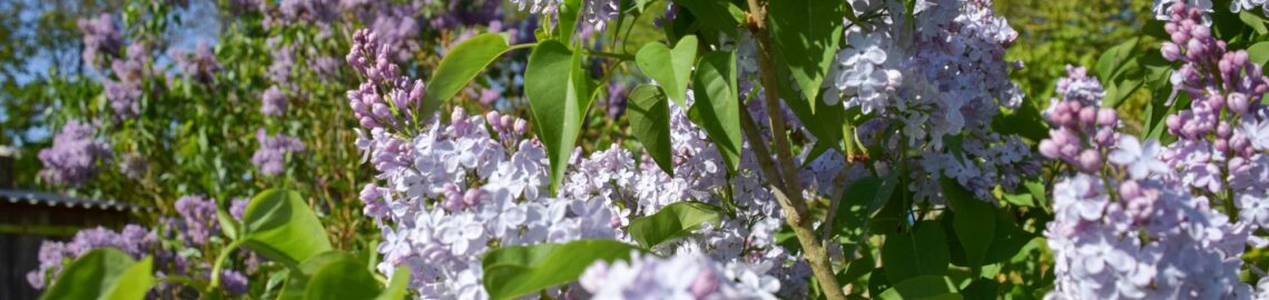 lilas, fleur