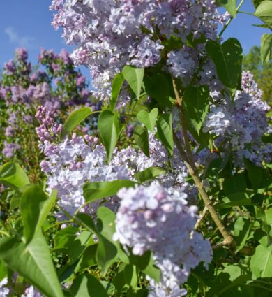 lilas, fleur