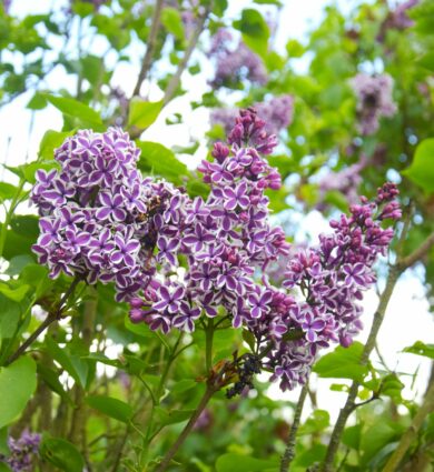 lilas sensation, fleur, violet