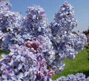 lilas, wedgwood blue