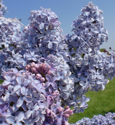 lilas, wedgwood blue