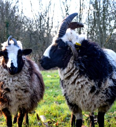 moutons de jacob