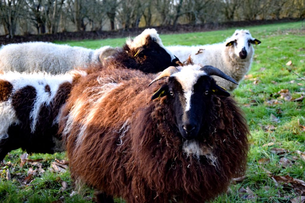 moutons jardins de Brocéliande