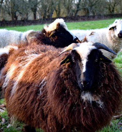 moutons jardins de Brocéliande