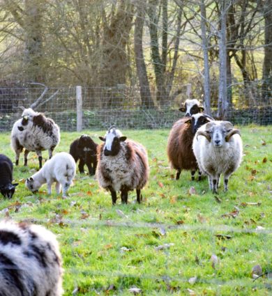 moutons jardins de Brocéliande