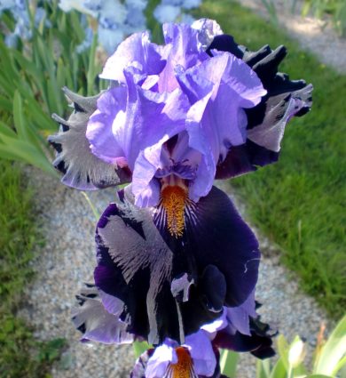 Iris mysterieux