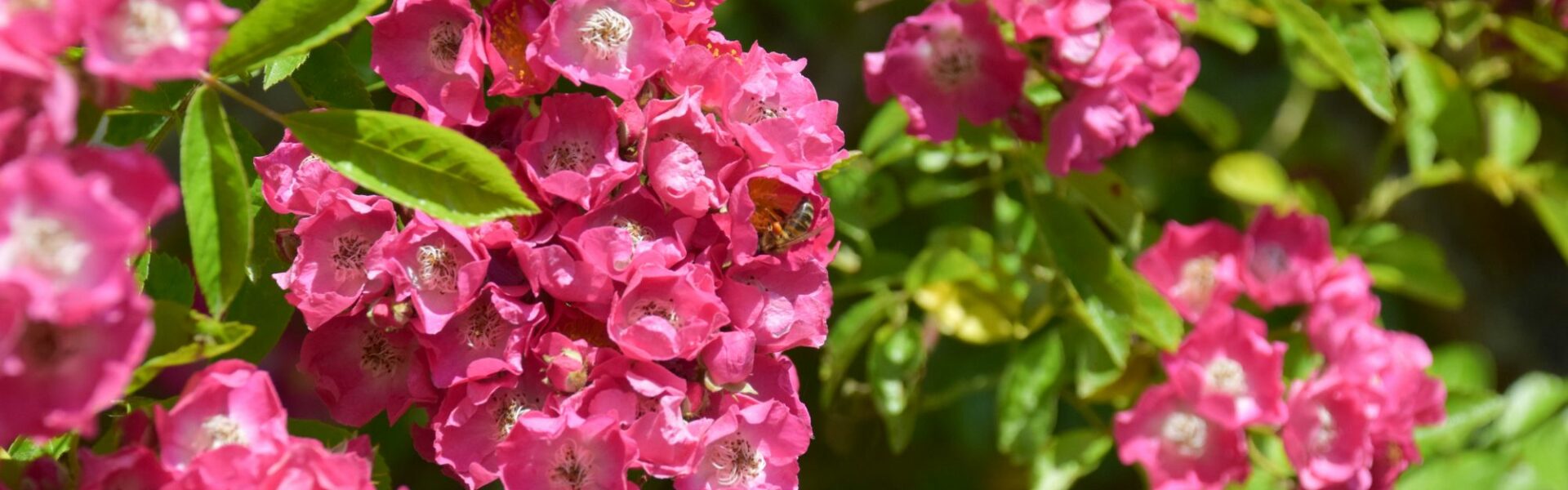 roses anciennes, grimpantes