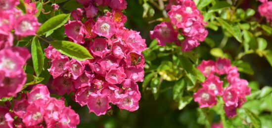 roses anciennes, grimpantes