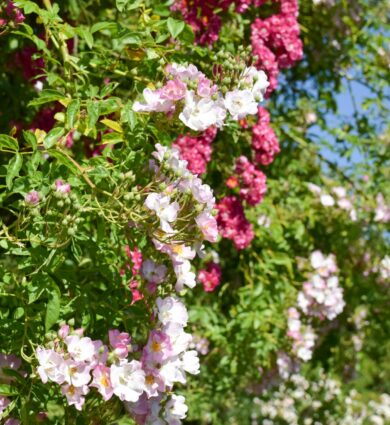 roses, fleur