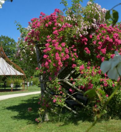 roses anciennes, grimpantes