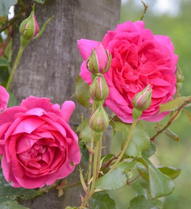 roses, fleurs