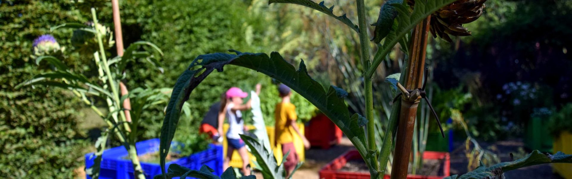 Jardin du curé artichauts