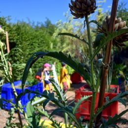 Jardin du curé artichauts