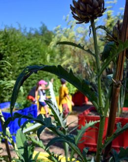 Jardin du curé artichauts