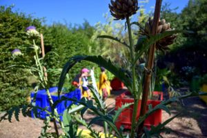 Jardin du curé artichauts