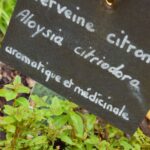 plantes jardin