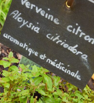 plantes jardin