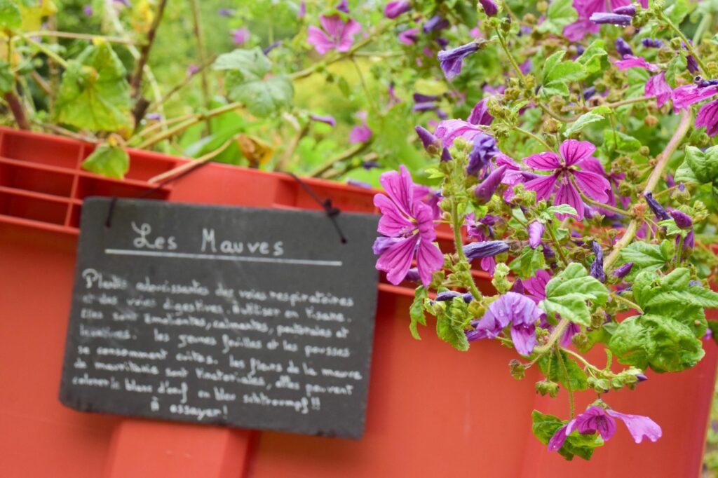 plantes, jardin