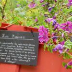 plantes, jardin