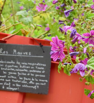 plantes, jardin