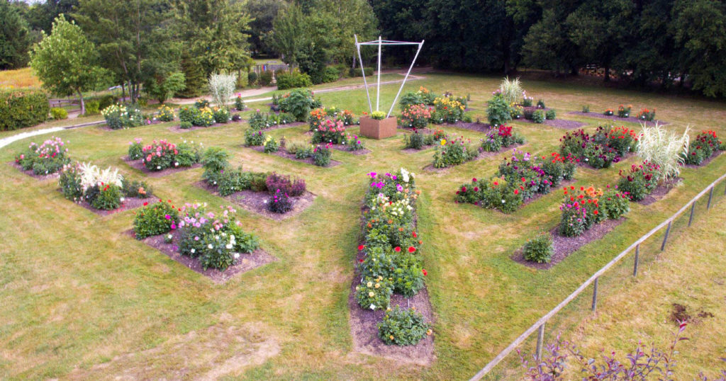 labyrinthe dahlias. photo Thomas Crabot