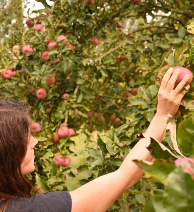 cueillette pommes jardins de Brocéliande