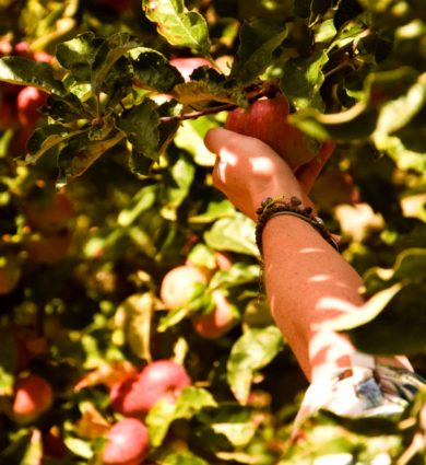 Cueillette pommes Jardins de Brocéliande