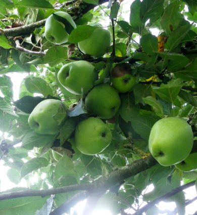 cueillette pommes jardins de Brocéliande