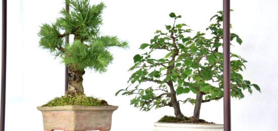 Atelier exposition Brocéliande Bonsaï club