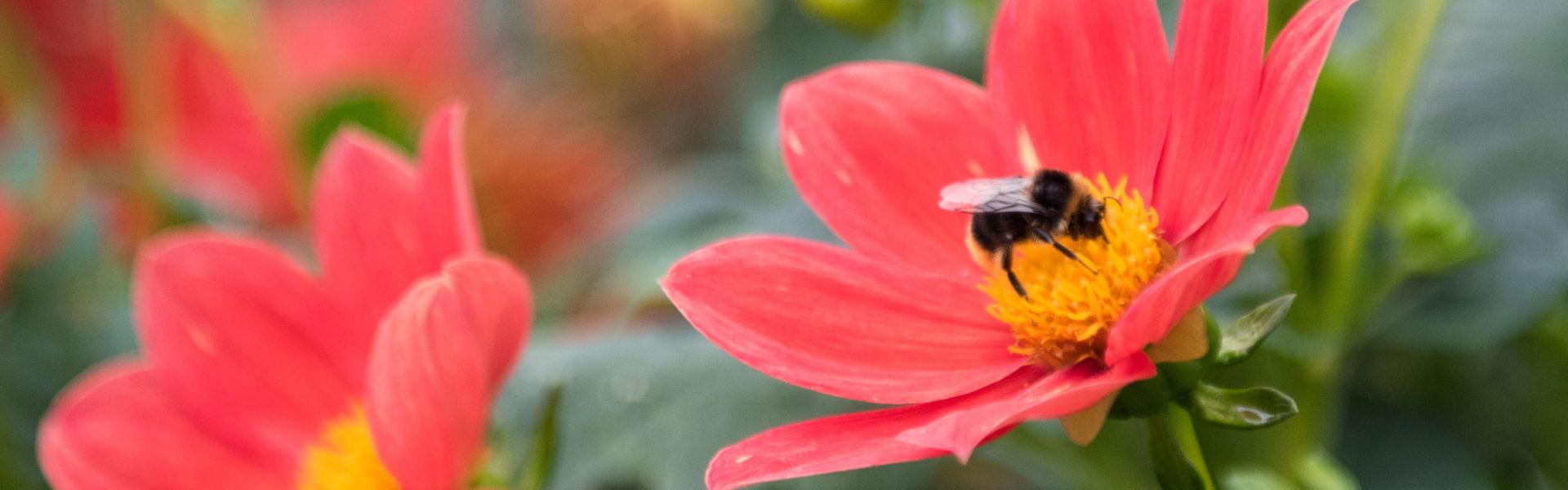 Dahlia et buordon, Thomas Crabot Jardins de Brocéliande