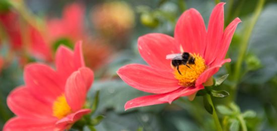 Dahlia et buordon, Thomas Crabot Jardins de Brocéliande