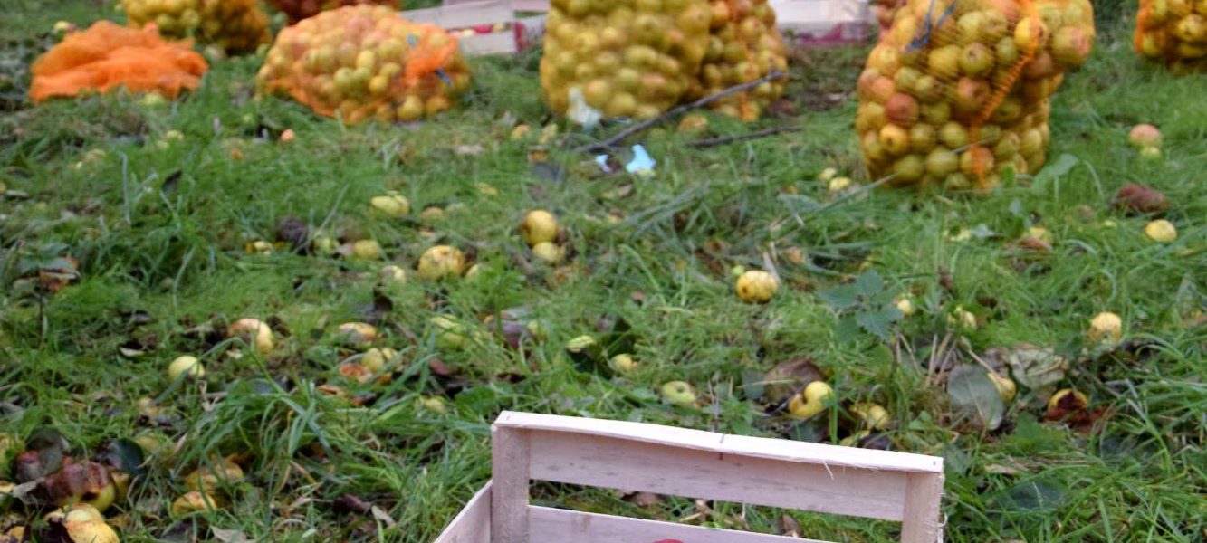 cueillette pommes jardins