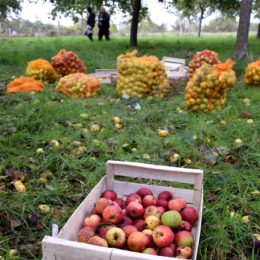 cueillette pommes jardins