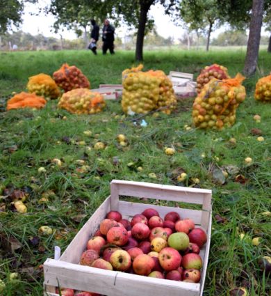 cueillette pommes jardins