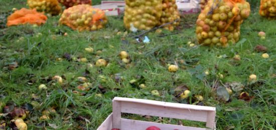 cueillette pommes jardins