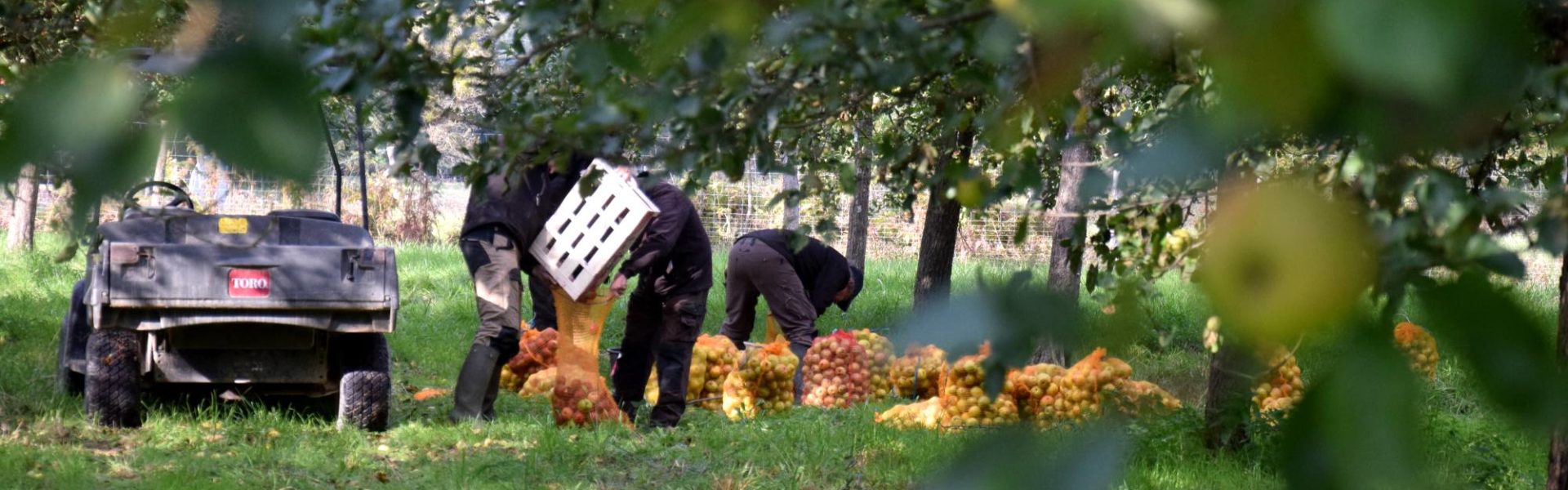 cueillette pommes jardins