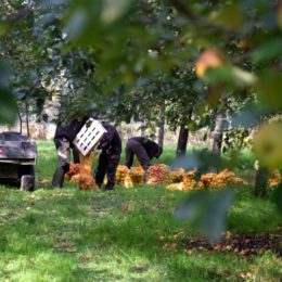 cueillette pommes jardins