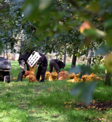 cueillette pommes jardins