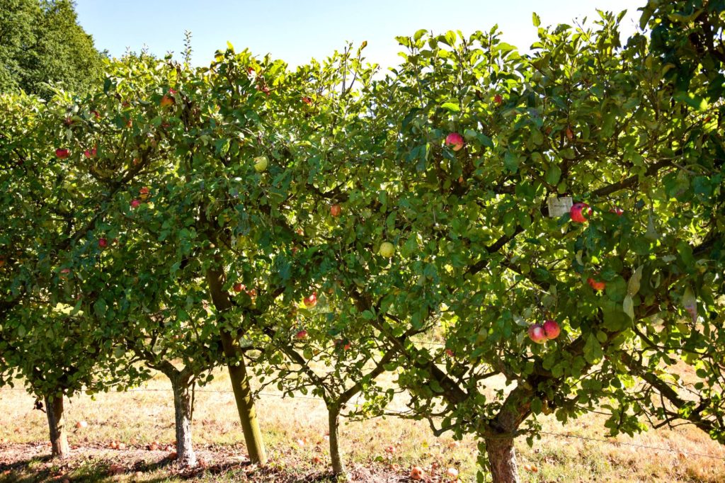 pommes jardins de brocéliande