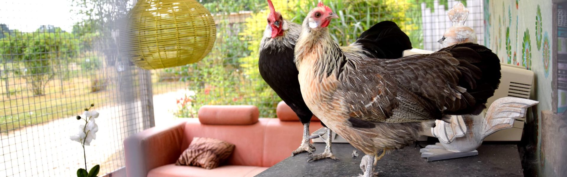 poule phoenix jardins brocéliande