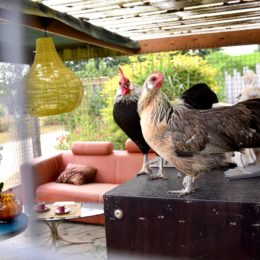 poule phoenix jardins brocéliande