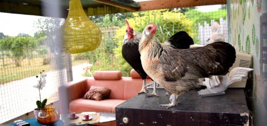 poule phoenix jardins brocéliande