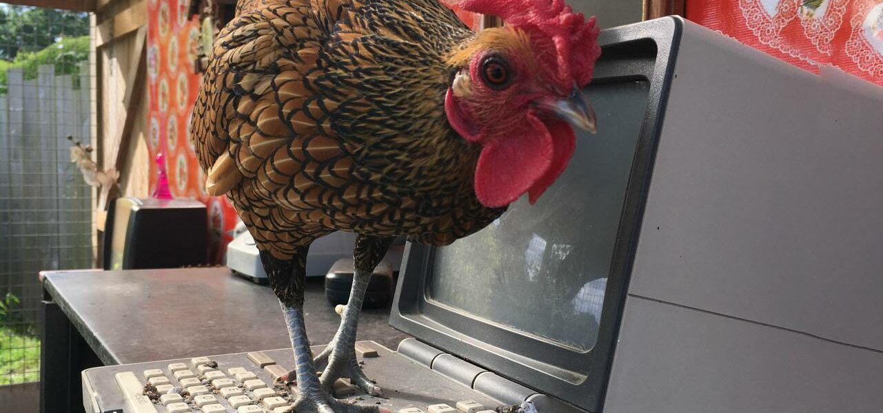 poule, minitel, jardins broceliande