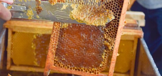 extraction du miel des Jardins