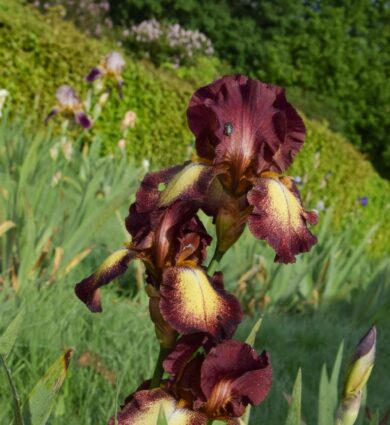 iris collection Jardins de Brocéliande