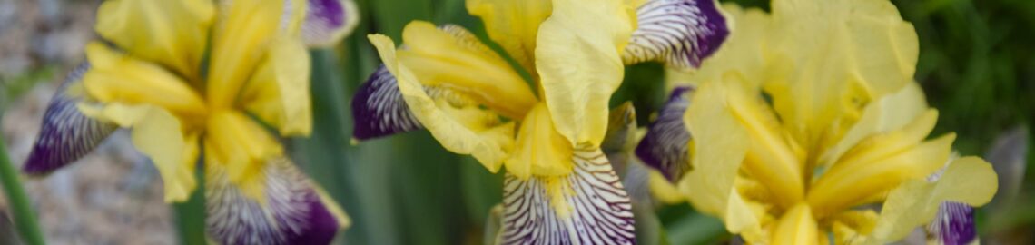 iris collection Jardins de Brocéliande