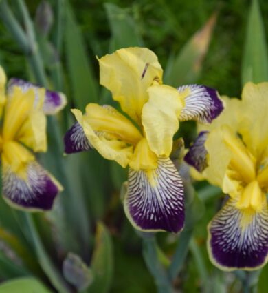 iris collection Jardins de Brocéliande