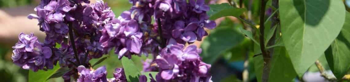 Lilas collection Jardins de Brocéliande