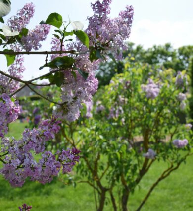 Lilas collection Jardins de BrocéliandeLilas collection Jardins de Brocéliande