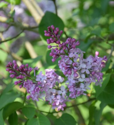 Lilas collection Jardins de Brocéliande